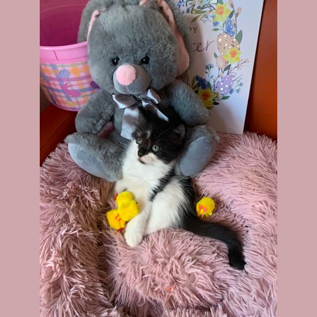 Photo of Jasper 🐼🐾💙