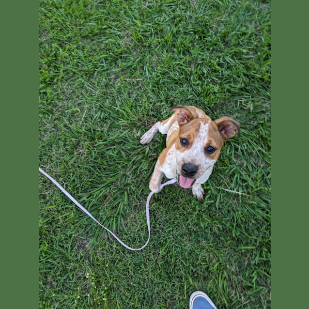 Photo of Juniper