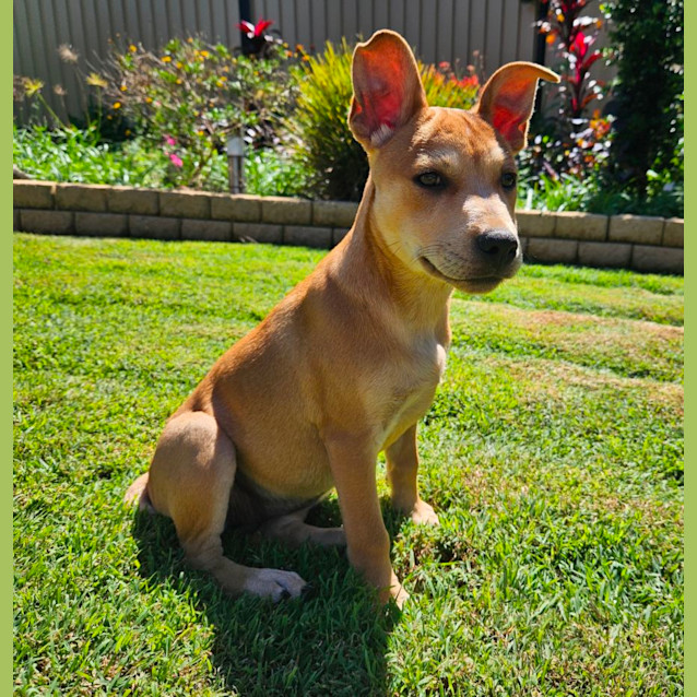 Photo of Bindi