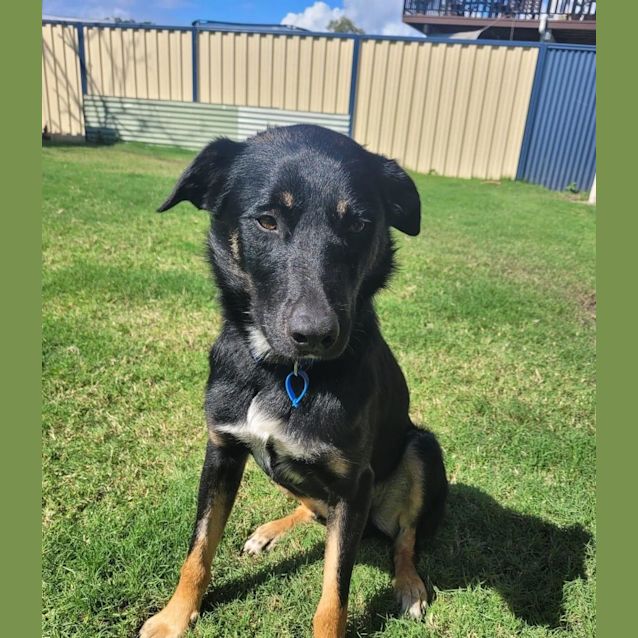 Photo of Moose
