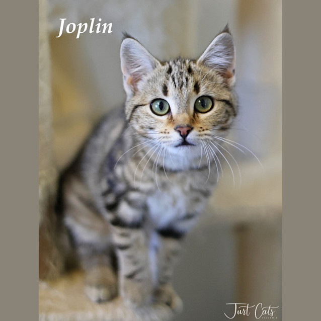 Photo of Joplin   Ulverstone Expo