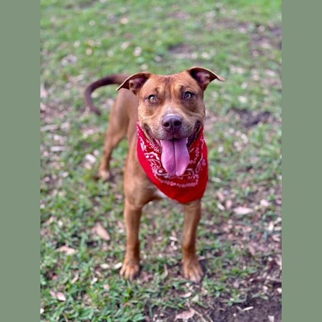 Photo of Tonka *$250 Adoption Fee*