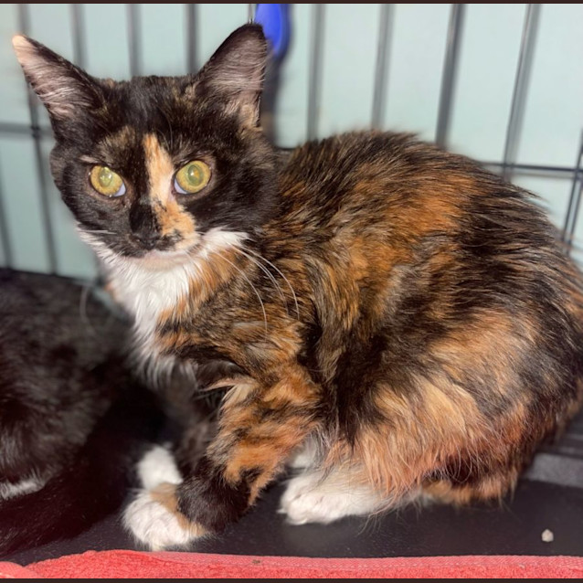 Photo of Holland (Holly) 