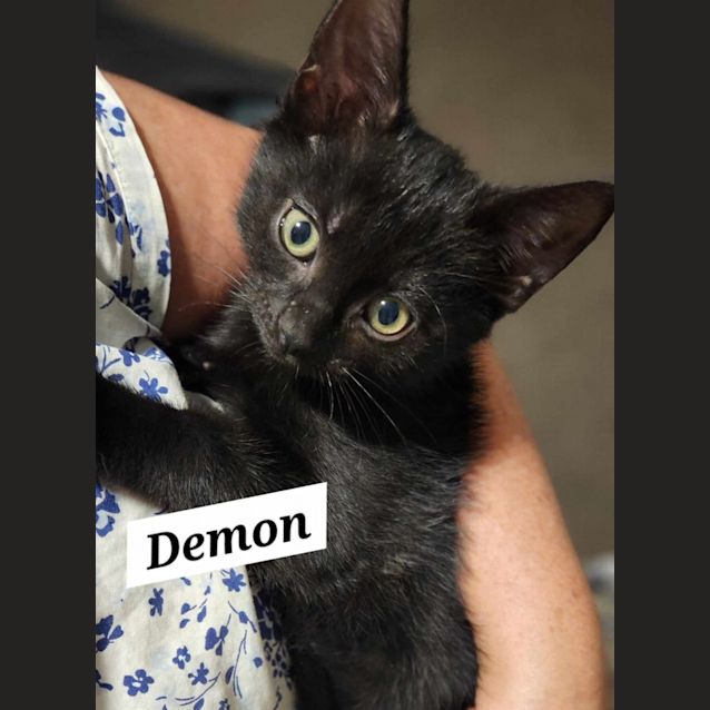 Photo of Demon