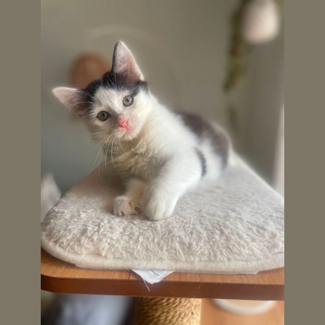 Photo of Fettuccini & Ravioli 