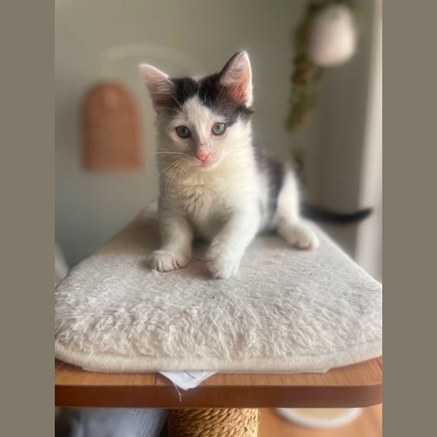 Photo of Fettuccini & Ravioli 