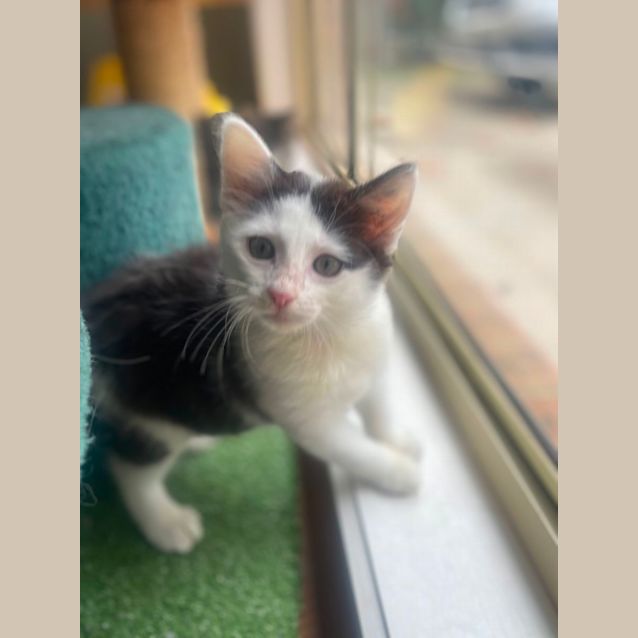 Photo of Fettuccini & Ravioli 