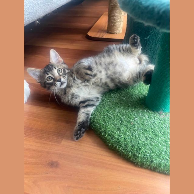 Photo of Fettuccini & Ravioli 