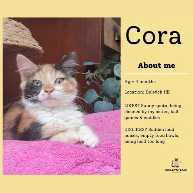 Photo of Cora