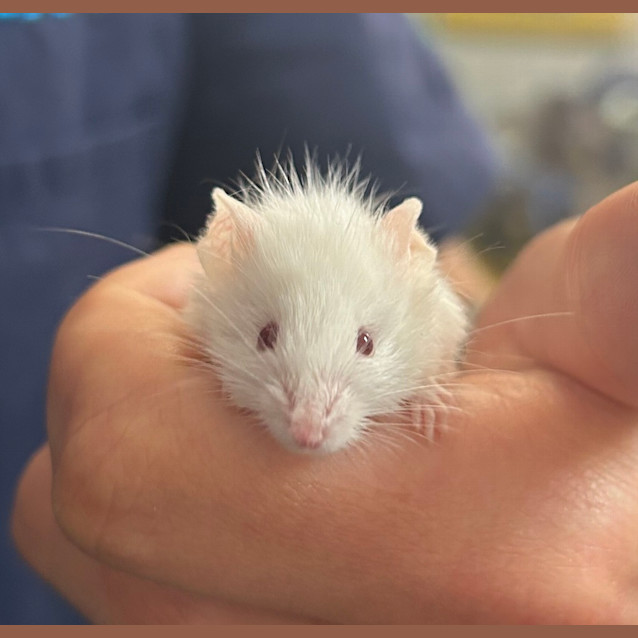 Photo of Sprout