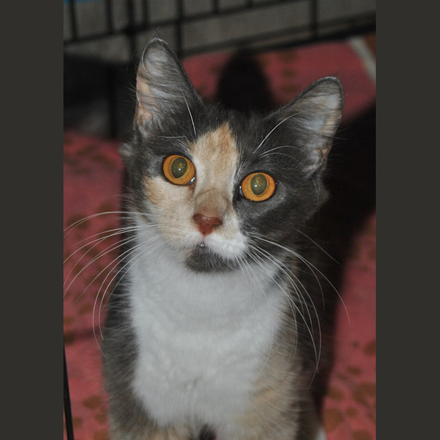 Photo of Nelly