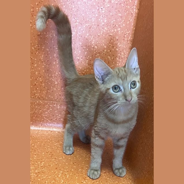Photo of Sugar