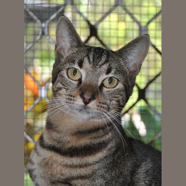 Photo of Chester