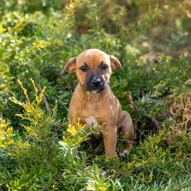 Photo of Basil
