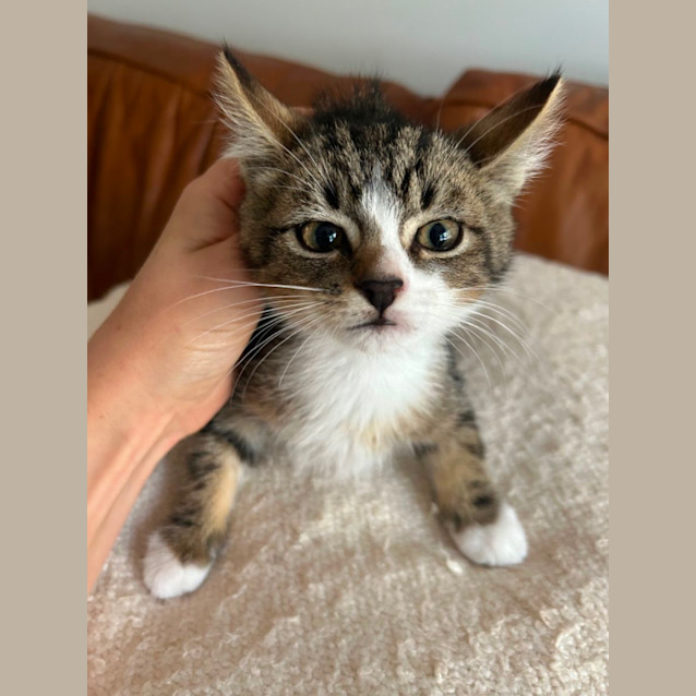 Photo of Poncho & Butters 