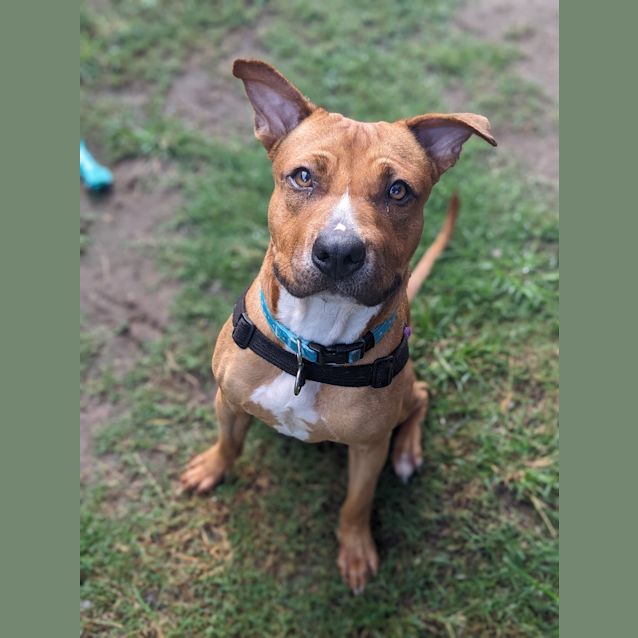 Photo of Scooby Doo