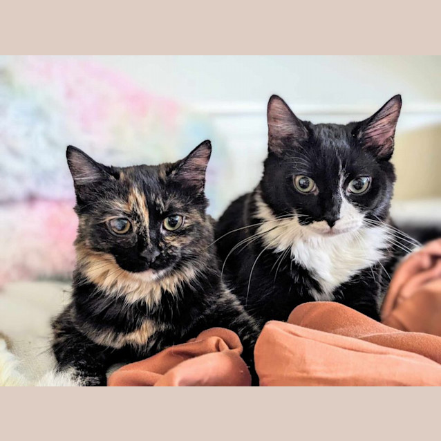 Photo of Aurora And Aladdin 