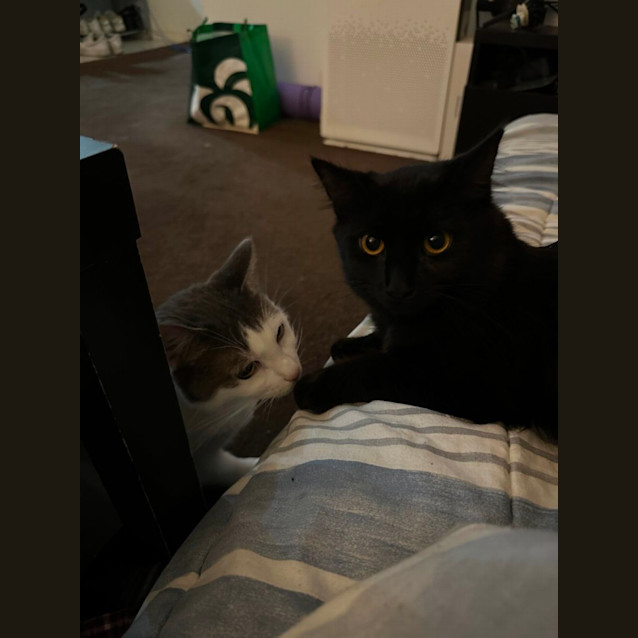 Photo of 🖤 Fluffy 🖤