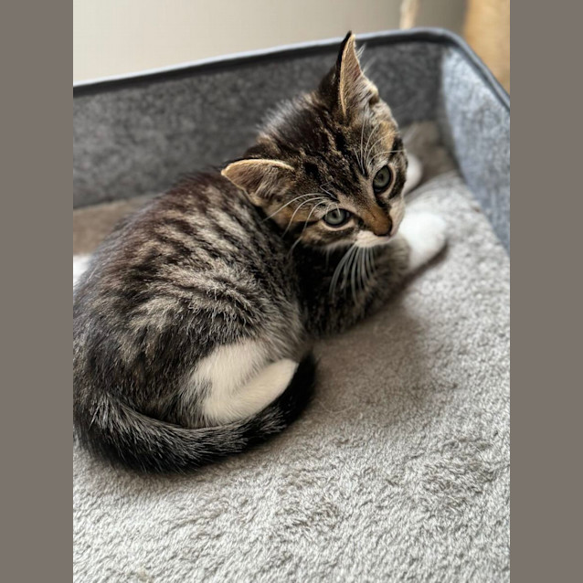 Photo of ❤ Chilli ❤