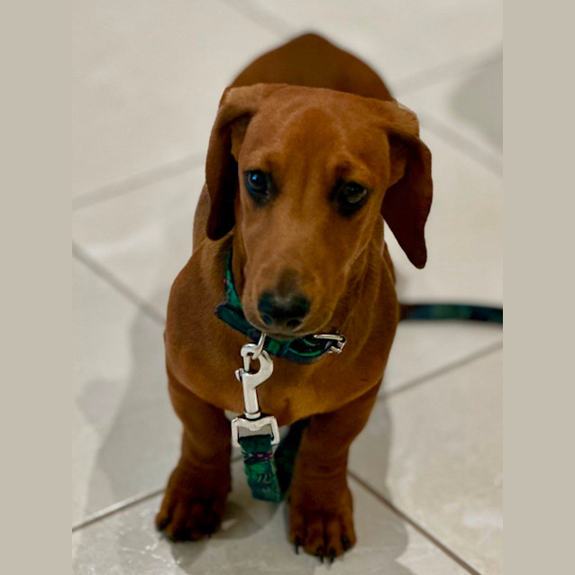 Photo of Frankie The Mini Dachshund