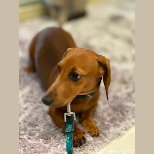 Photo of Frankie The Mini Dachshund