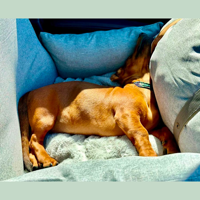 Photo of Frankie The Mini Dachshund