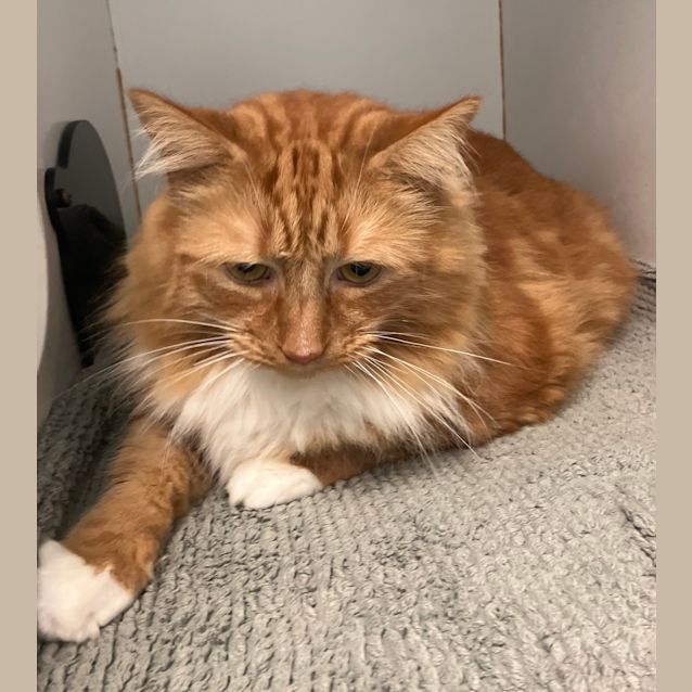 Photo of Pumpkin 