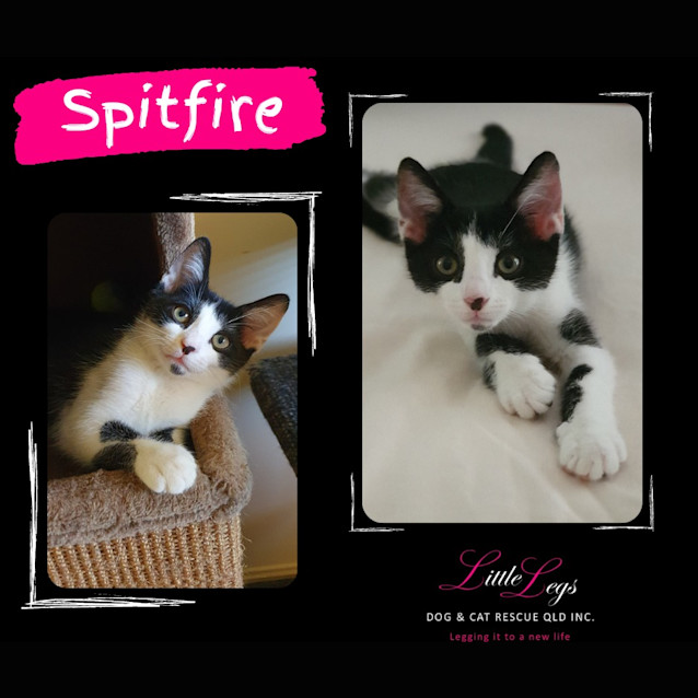 Photo of Spitfire