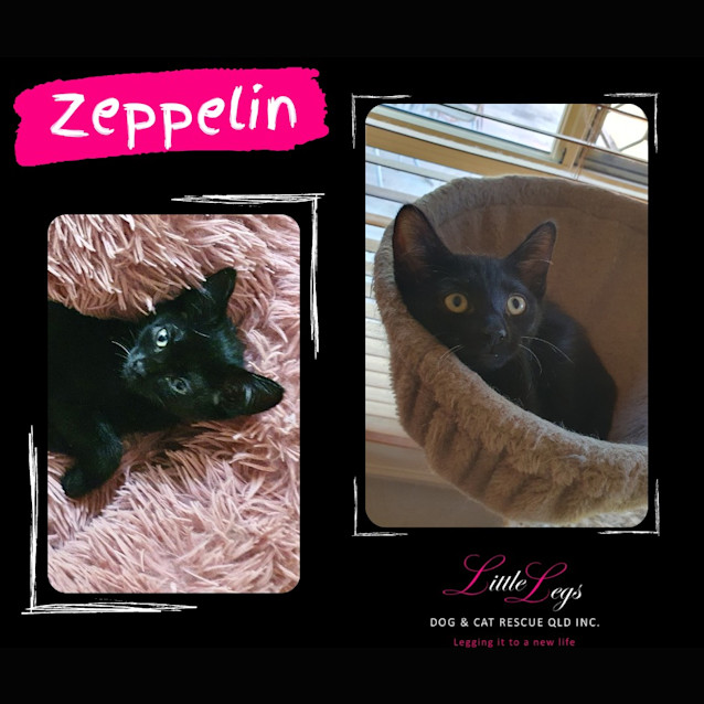 Photo of Zeppelin
