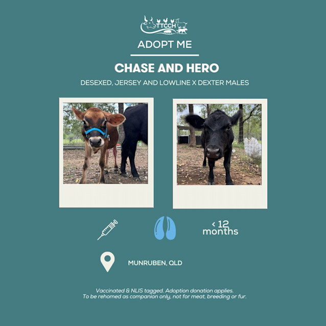 Photo of Chase And Hero