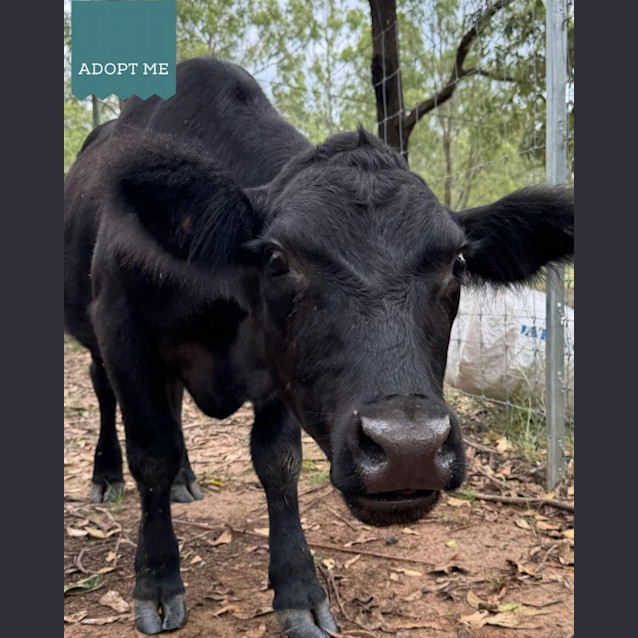 Photo of Chase And Hero