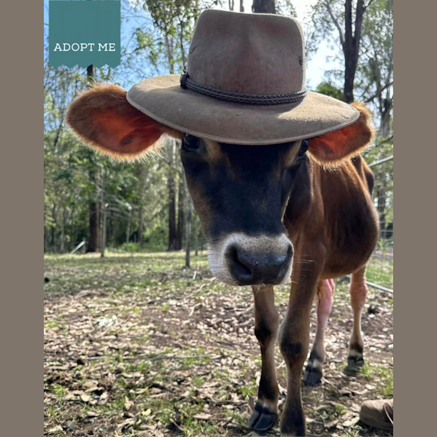 Photo of Chase And Hero