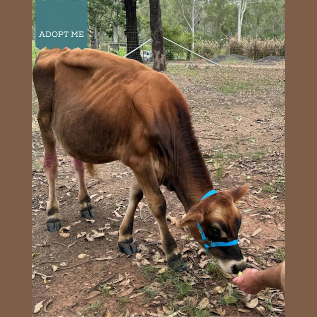 Photo of Chase And Hero