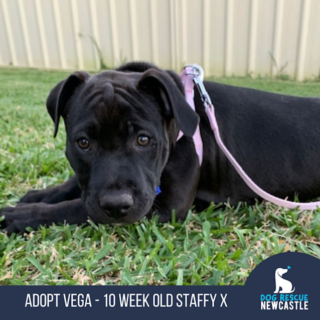 Photo of Vega   10 Week Old Staffy X (Trial)