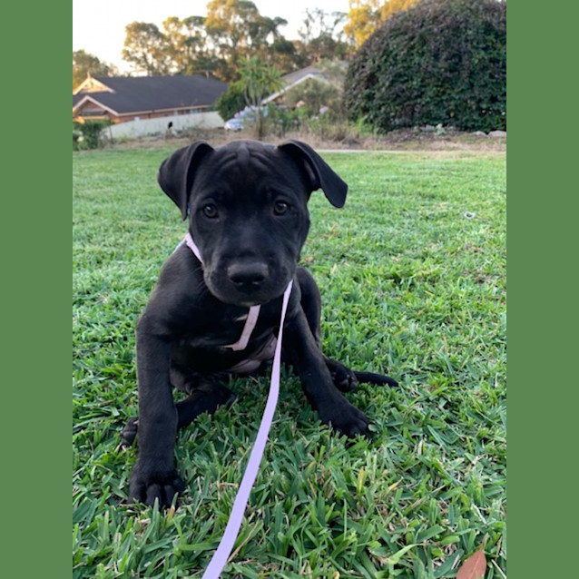 Photo of Vega   10 Week Old Staffy X (Trial)