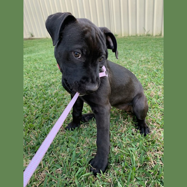 Photo of Vega   10 Week Old Staffy X (Trial)