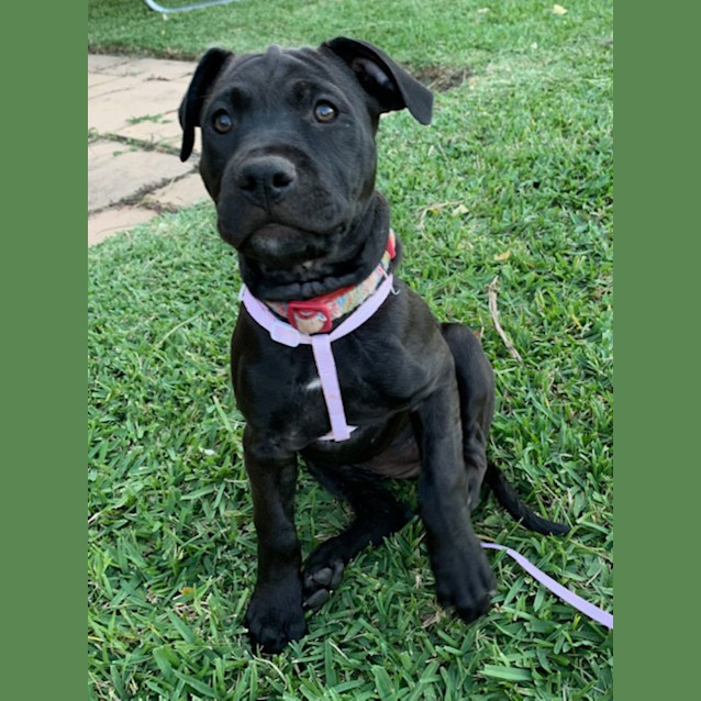 Photo of Vega   10 Week Old Staffy X (Trial)