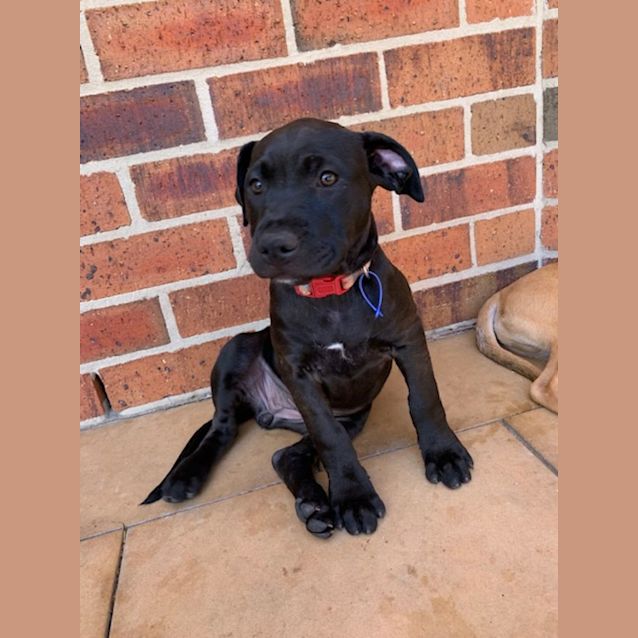 Photo of Vega   10 Week Old Staffy X (Trial)
