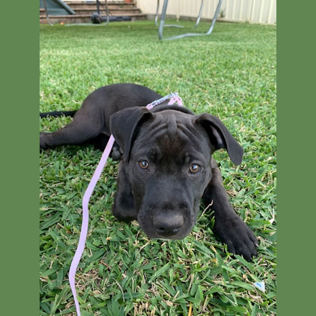 Photo of Vega   10 Week Old Staffy X (Trial)