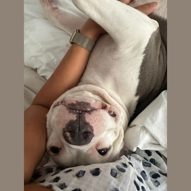 Photo of Millie   3 Year Old Staffy X Bulldog (Trial)