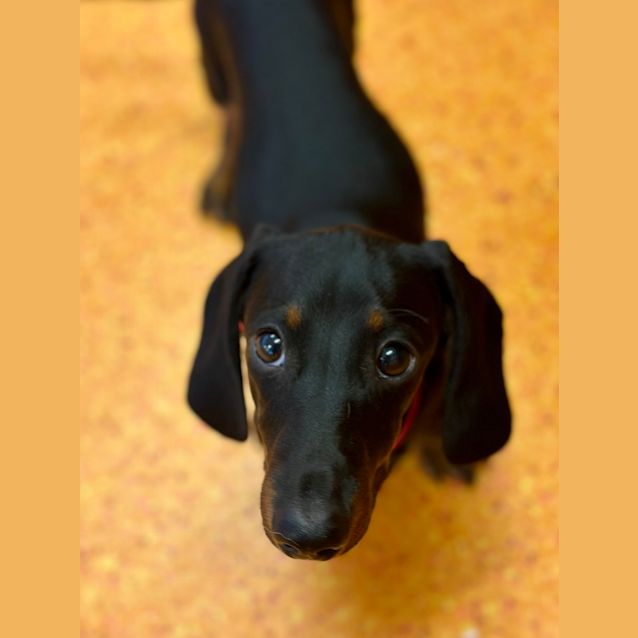 Photo of Chorizo