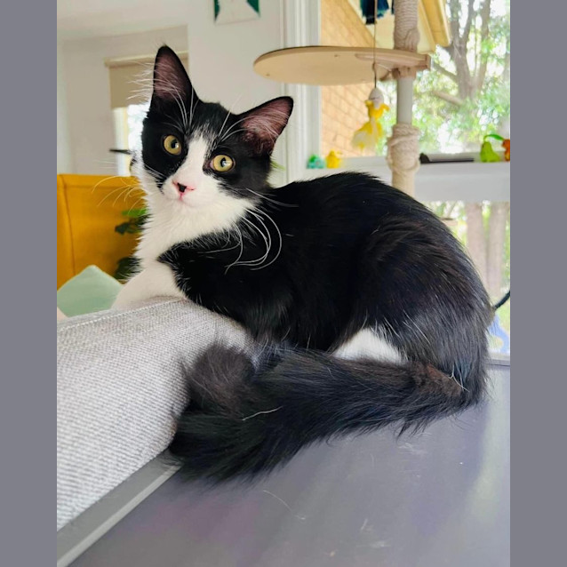 Photo of Cutesy Gutsy