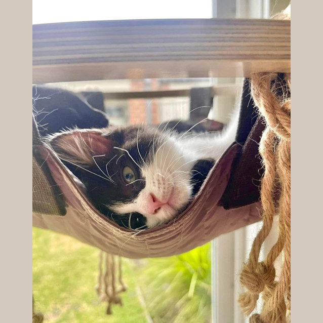 Photo of Cutesy Gutsy