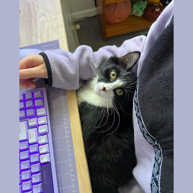 Photo of Cutesy Gutsy