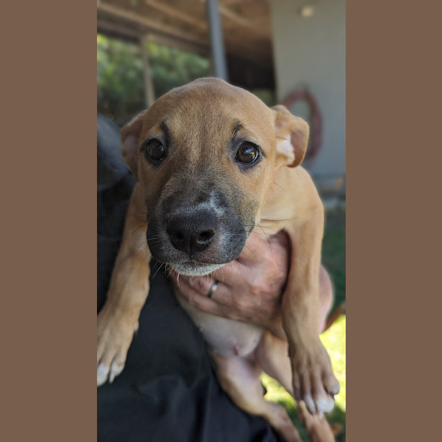 Photo of Stella