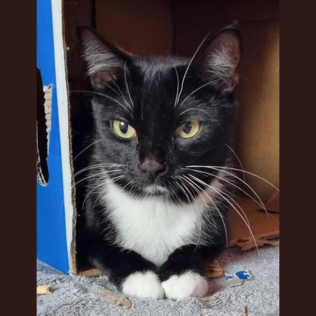 Photo of Mazikeen