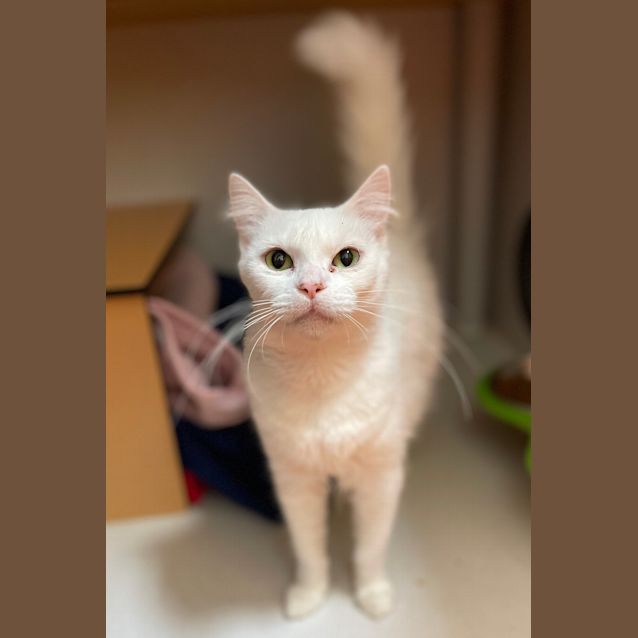 Photo of Snowbi