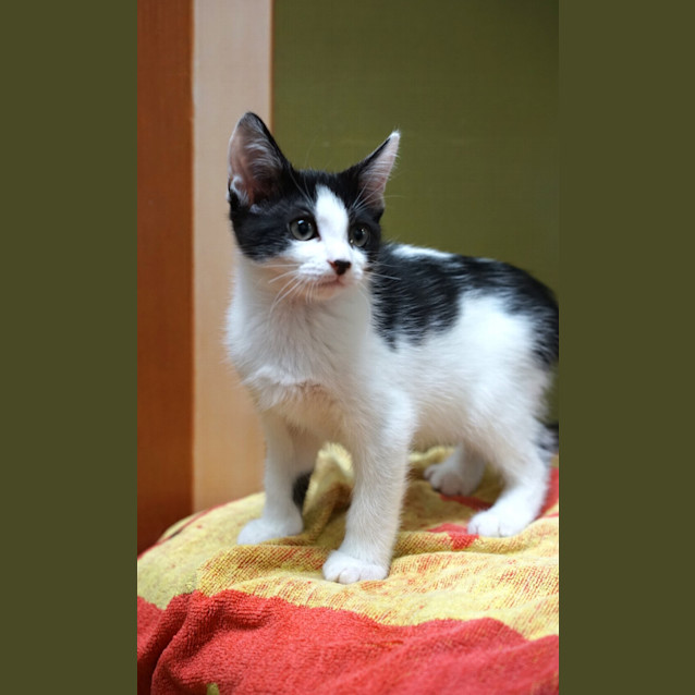 Photo of Milo