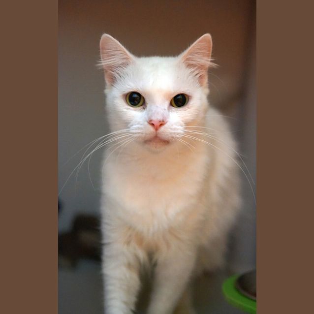 Photo of Snowbi