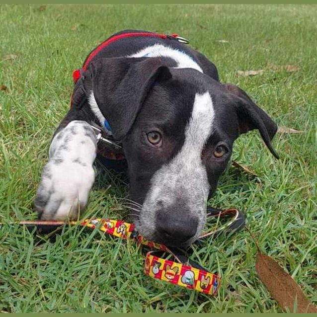 Photo of Spud